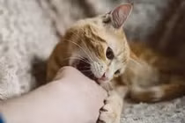 Bệnh viện cảnh báo sơ cứu sai cách với vết thương chó mèo cắn 