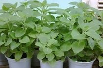 8 cách trị ho cho bé tại nhà