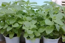 8 cách trị ho cho bé tại nhà