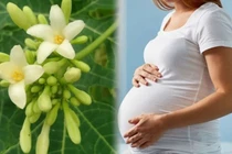 Ai không nên dùng hoa đu đủ đực?