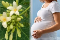 Ai không nên dùng hoa đu đủ đực?