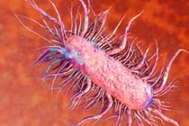 Bé 4 tuổi ở Nghệ An mắc bệnh whitmore nguy hiểm đã được xuất hiện