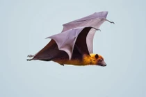 Phát hiện virus mới từ dơi gây bệnh nặng tại Bangladesh