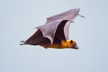 Phát hiện virus mới từ dơi gây bệnh nặng tại Bangladesh