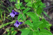 Lợi ích sức khỏe của nhân trần