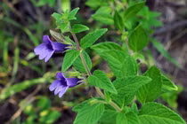 Lợi ích sức khỏe của nhân trần