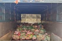 Phát hiện 1,3 tấn nội tạng động vật không rõ xuất xứ