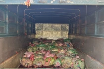 Phát hiện 1,3 tấn nội tạng động vật không rõ xuất xứ