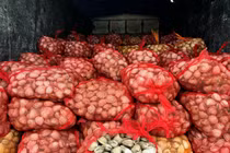 Tiêu hủy 9.100 kg ngao, 7.660 kg hàu sữa không rõ xuất xứ