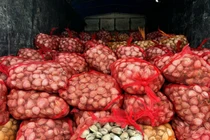 Tiêu hủy 9.100 kg ngao, 7.660 kg hàu sữa không rõ xuất xứ