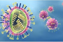 Virus từ gia súc có thể đã tiếp cận con người