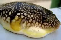 Nam thanh niên tử vong sau khi ăn cá nóc