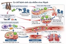 Chủ động ngăn ngừa, phòng chống không để virus Nipah xâm nhập 