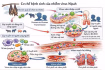 Chủ động ngăn ngừa, phòng chống không để virus Nipah xâm nhập 
