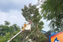 Cụ ông bị gãy các ngón chân, dập đầu khi trèo cây cắt tỉa cành tránh bão