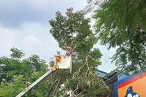 Cụ ông bị gãy các ngón chân, dập đầu khi trèo cây cắt tỉa cành tránh bão