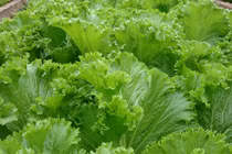 Cải bẹ xanh, thực phẩm vàng cho sức khỏe, phòng ngừa gout