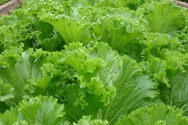 Cải bẹ xanh, thực phẩm vàng cho sức khỏe, phòng ngừa gout