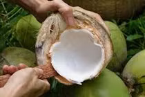 Lợi ích bất ngờ của cùi dừa