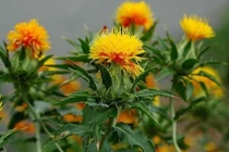 Thu hồi Dược liệu Hồng hoa của Công ty Đông Y không đạt chuẩn chất lượng 