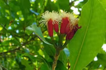 Lợi ích sức khoẻ của nước đinh hương