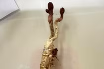 Một người nguy kịch khi ăn nấm lạ mọc trên nhộng ve sầu