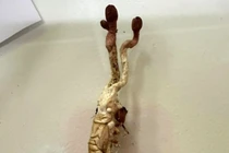 Một người nguy kịch khi ăn nấm lạ mọc trên nhộng ve sầu