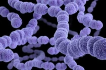 Những bệnh truyền nhiễm nhóm B đã có vắc xin phòng bệnh