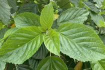 Bé 3 tuổi ngộ độc lá cây lộc mại, phải nhập viện cấp cứu