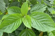 Bé 3 tuổi ngộ độc lá cây lộc mại, phải nhập viện cấp cứu