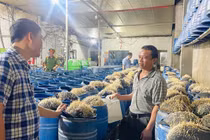 Triệt phá cơ sở sản xuất hàng trăm tấn giá đỗ ngậm hóa chất 