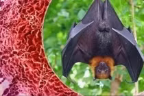Bộ Nông nghiệp tăng cường phòng chống virus Nipah trong chăn nuôi