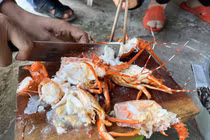 Cơ sở bơm tạp chất vào tôm hùm chết bán bị phạt 11,5 triệu