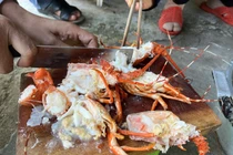 Cơ sở bơm tạp chất vào tôm hùm chết bán bị phạt 11,5 triệu