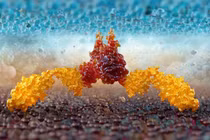 Trung Quốc phát triển liệu pháp tế bào mới cho bệnh ung thư