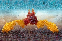 Trung Quốc phát triển liệu pháp tế bào mới cho bệnh ung thư