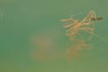 Mùa hè, tắm biển coi chừng bị sứa lửa tấn công