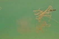 Mùa hè, tắm biển coi chừng bị sứa lửa tấn công