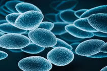 Bổ sung 3 bệnh truyền nhiễm nguy hiểm vào nhóm A theo quy định mới