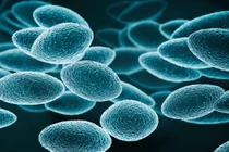 Bổ sung 3 bệnh truyền nhiễm nguy hiểm vào nhóm A theo quy định mới