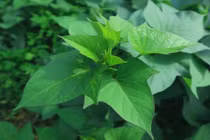 Rau lang - thực phẩm tự nhiên giúp kiểm soát huyết áp hiệu quả