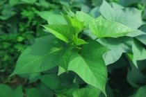 Rau lang - thực phẩm tự nhiên giúp kiểm soát huyết áp hiệu quả