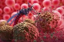 Điều trị thành công ca sốt rét ác tính trở về từ châu Phi