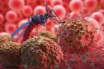 Điều trị thành công ca sốt rét ác tính trở về từ châu Phi