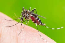 Số ca sốt xuất huyết ở Hà Nội tăng gấp đôi trong tuần qua