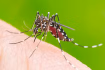 Số ca sốt xuất huyết ở Hà Nội tăng gấp đôi trong tuần qua