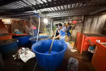 Ăn ốc tẩm ướp hóa chất công nghiệp nguy hiểm cho sức khỏe thế nào?