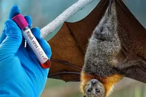 Hà Nội tăng cường giám sát phòng chống virus Nipah trước nguy cơ xâm nhập