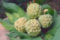 Quả na có nhiều lợi ích nhưng ăn không đúng cách có thể gây hại sức khỏe