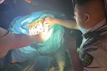 Phát hiện 476 kg chân gà đông lạnh không xuất xứ ở Cao Bằng